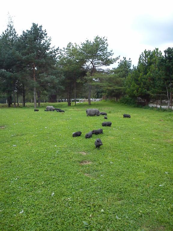 Hotel Penzion Drienovkou Považská Bystrica Zewnętrze zdjęcie
